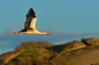 Cap bily - Ciconia ciconia - White Stork 2039